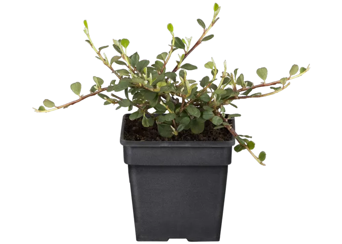 Cotoneaster procumbens 'Queen of Carpets'