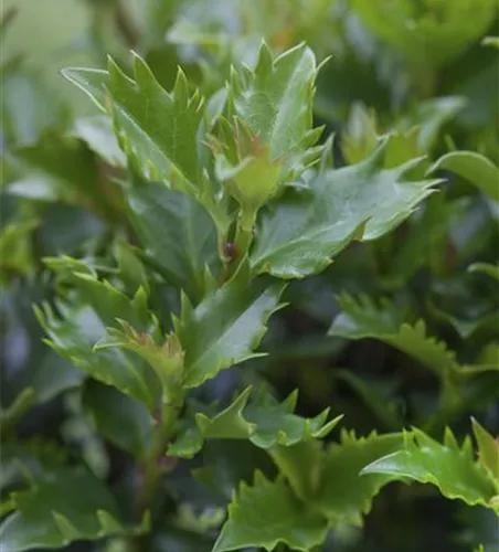 Ilex meserveae 'Little Rascal'®