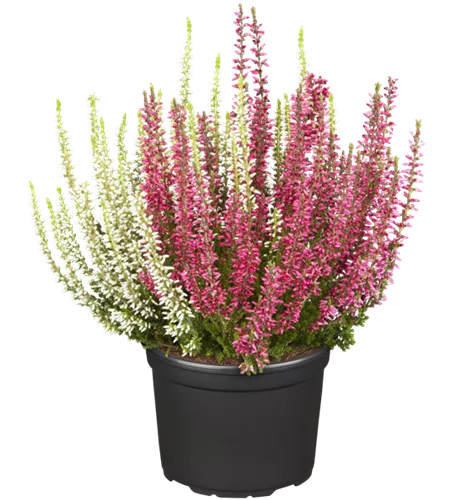 Calluna vulgaris Twingirls®