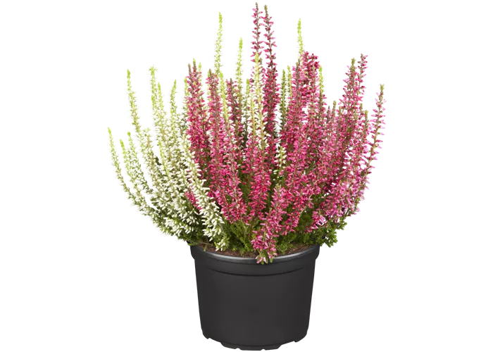 Calluna vulgaris Twingirls®