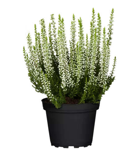 Calluna vulgaris, weiß