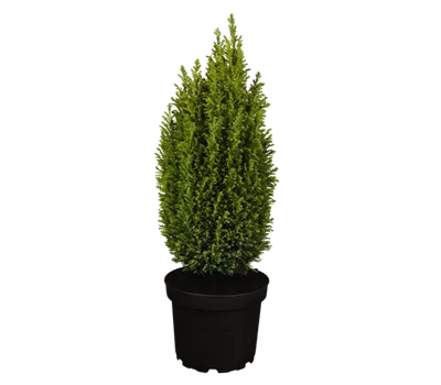 Chamaecyparis lawsoniana 'Ellwoodii'