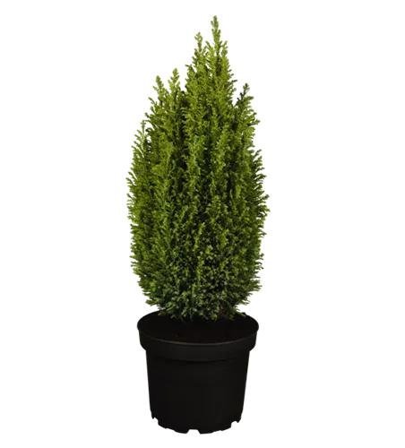 Chamaecyparis lawsoniana 'Ellwoodii'