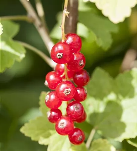 Ribes rubrum 'Jonkheer van Tets'