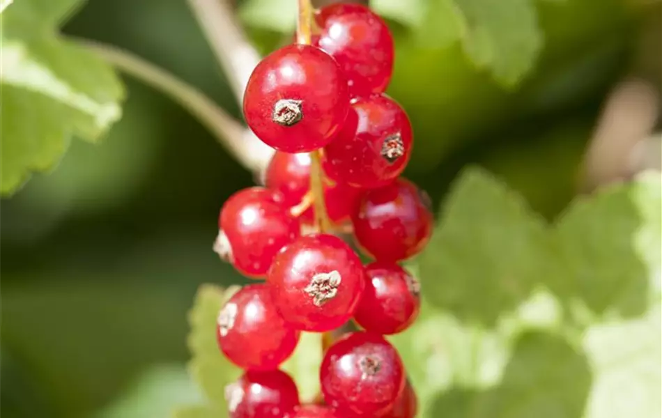 Ribes rubrum 'Jonkheer van Tets'
