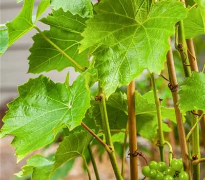 Vitis vinifera 'Lakemont'