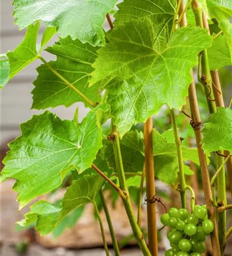 Vitis vinifera 'Lakemont'