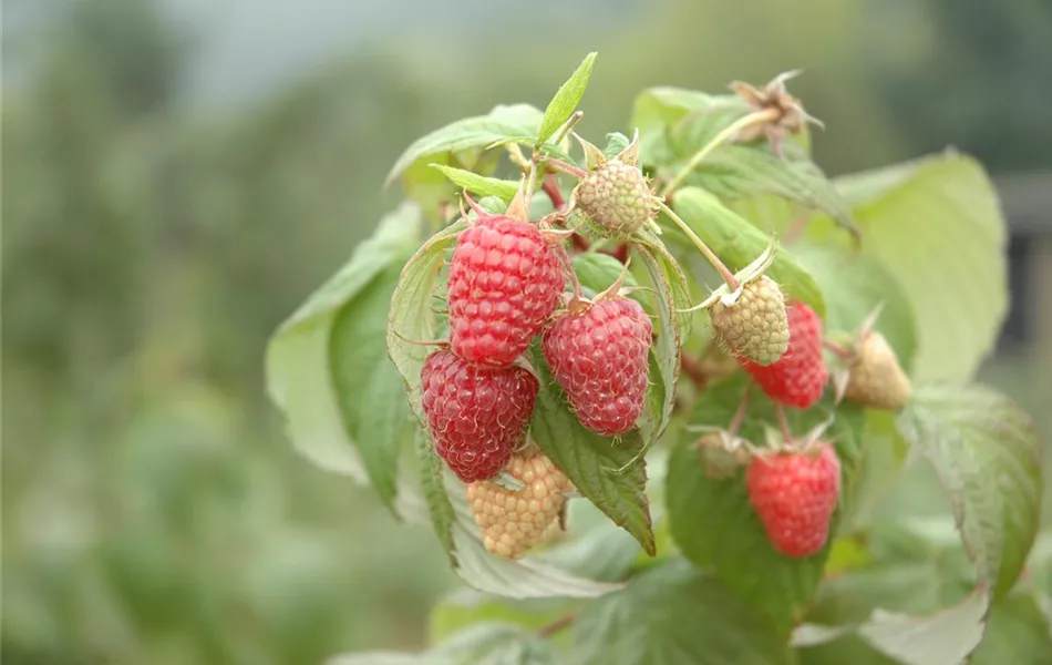 Rubus idaeus 'Schönemann'