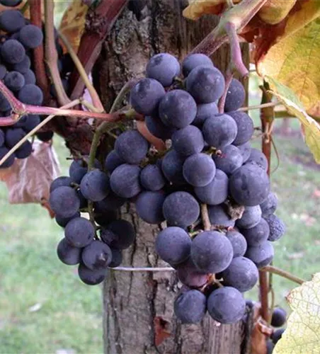 Vitis vinifera 'Venus'