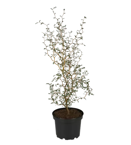 Sophora prostrata 'Little Baby'