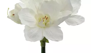 1A Garten Ammer 1A Garten Ammer