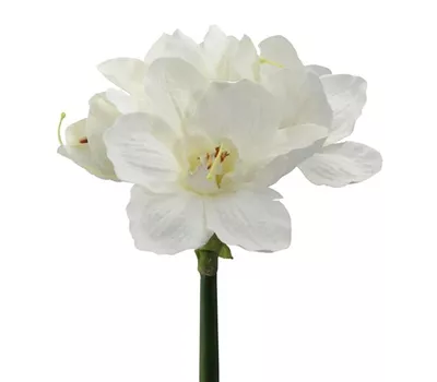Amaryllis 66cm weiß Amaryllis 66cm weiß