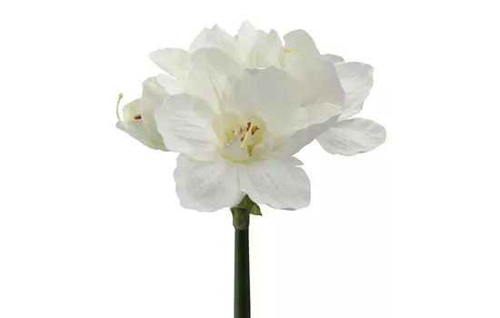 Amaryllis 66cm weiß