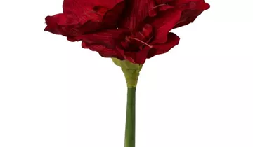 1A Garten Ammer