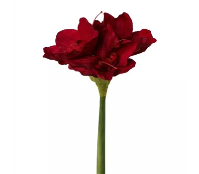 Amaryllis 66cm dunkelrot Amaryllis 66cm dunkelrot