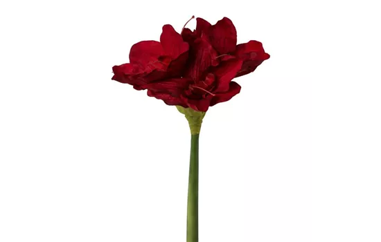 Amaryllis 66cm dunkelrot Amaryllis 66cm dunkelrot