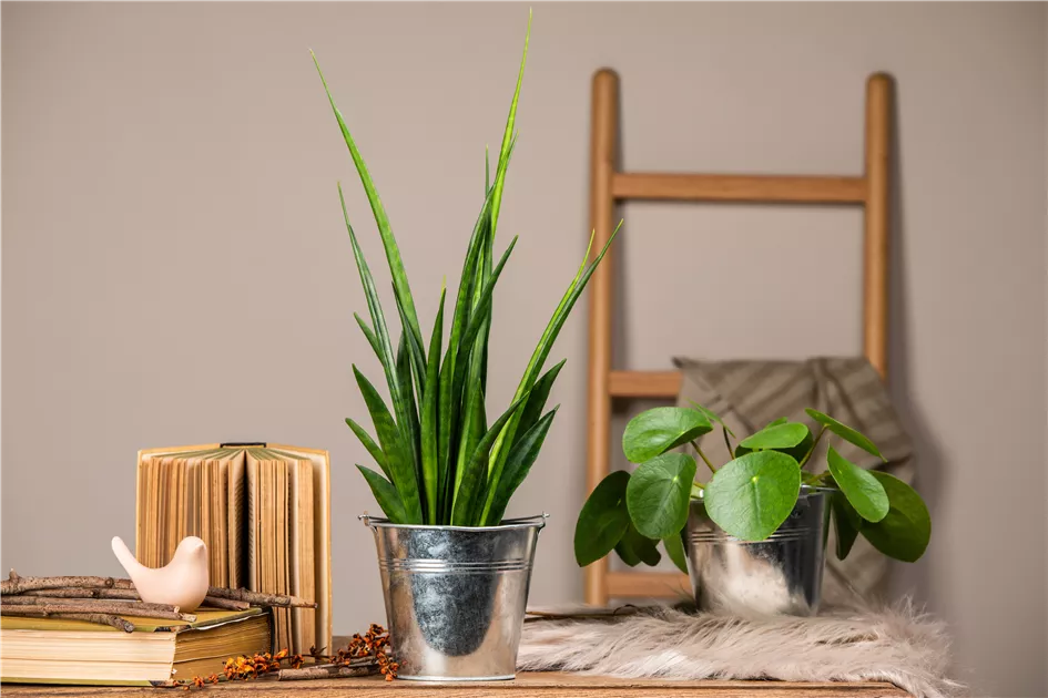 Sansevieria kirkii 'Friends', Bogenhanf 'Friends', Zimmerpflanzen Online  und vor Ort kaufen - 1A Garten Ammer