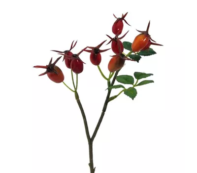 Hagebutten Zweig 24cm orange Hagebutten Zweig 24cm orange