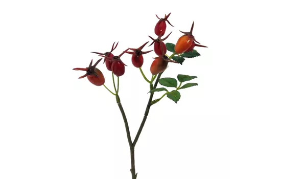 Hagebutten Zweig 24cm orange