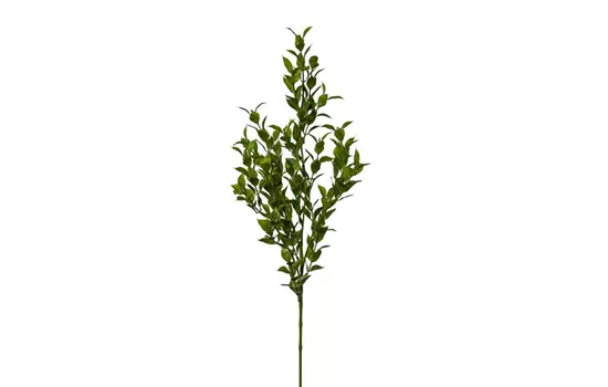 Ruscuszweig 70cm grün