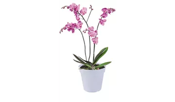 1A Garten Ammer 1A Garten Ammer