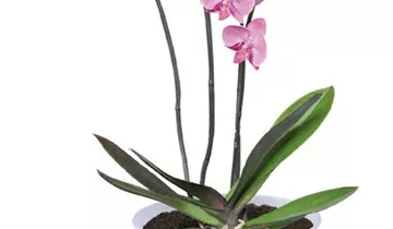 Zum Vergrößern klicken Bildvorschau