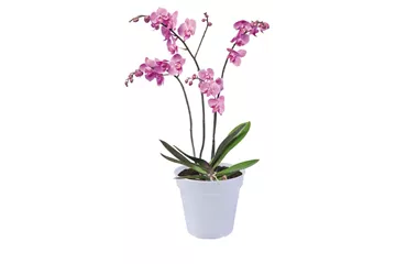 Green basics orchidee transparent Green basics orchidee transparent