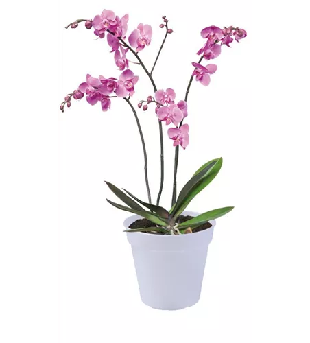 Green basics orchidee transparent