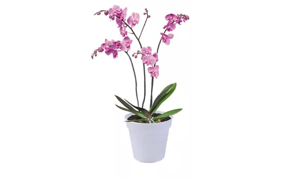 Green basics orchidee transparent Green basics orchidee transparent