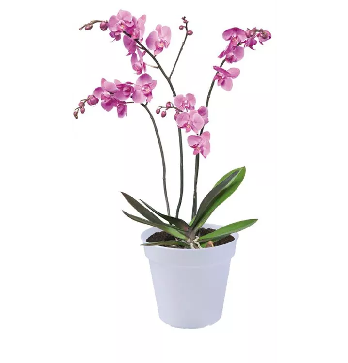 Orchideen Topf / verschiedene Größen Orchideen Topf / verschiedene Größen