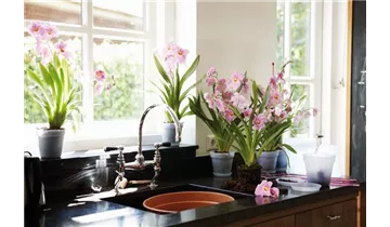 1A Garten Ammer 1A Garten Ammer