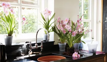 Zum Vergrößern klicken Bildvorschau