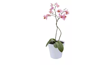 1A Garten Ammer 1A Garten Ammer