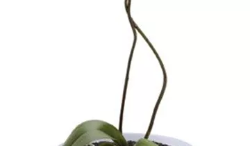 Zum Vergrößern klicken Bildvorschau