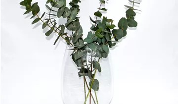 1A Garten Ammer 1A Garten Ammer