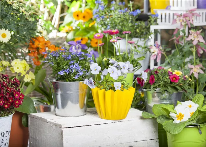 Saisonpflanzen Frühling