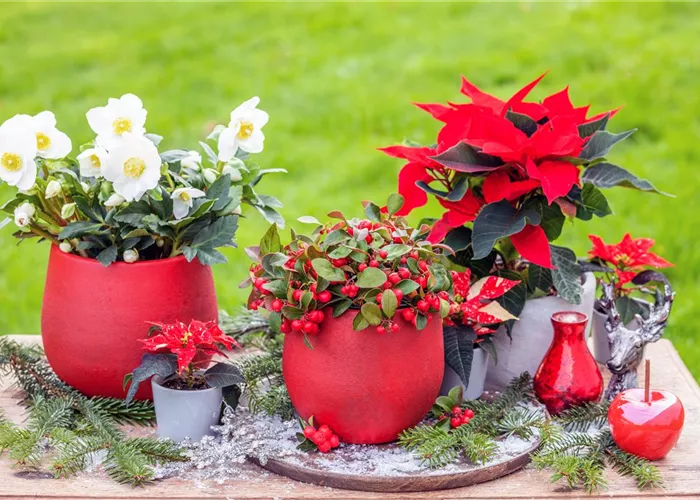 Aktuelle Saison-Pflanzen