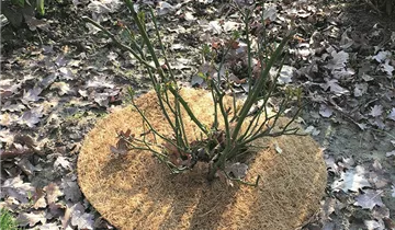 1A Garten Ammer 1A Garten Ammer