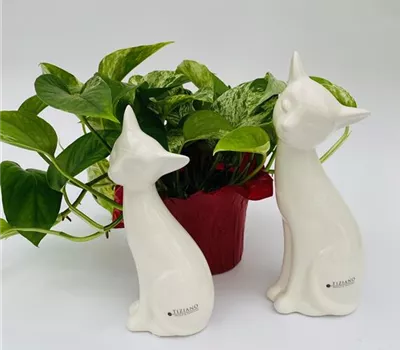 Katze Loreana creme Katze Loreana creme