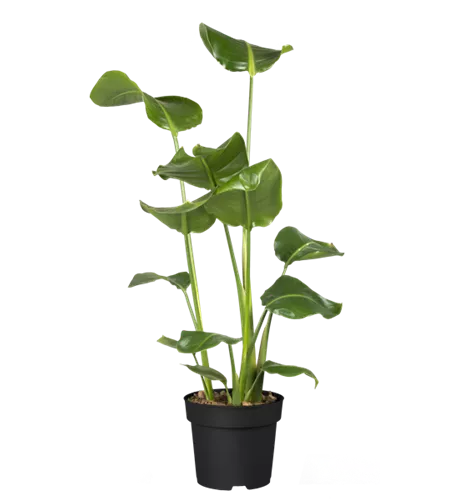 Strelitzia nicolai