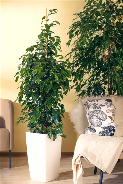 bonsai dngen mit kaffeesatz ProviPlant Bonsai-Dnger: Fr Indoor- & Outdoor Bonsai-Bume