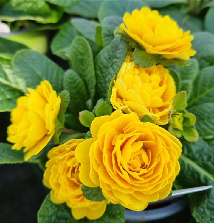 Kissen-Primel BELARINA 'Goldie'
