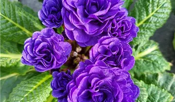 1A Garten Ammer