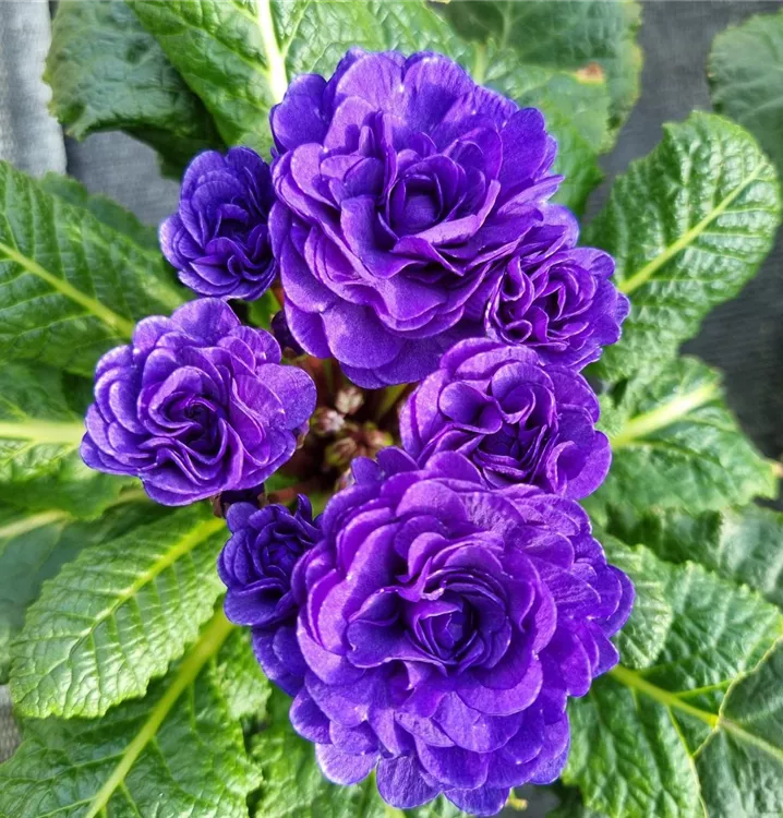 Kissen-Primel BELARINA 'Ocean Blue'