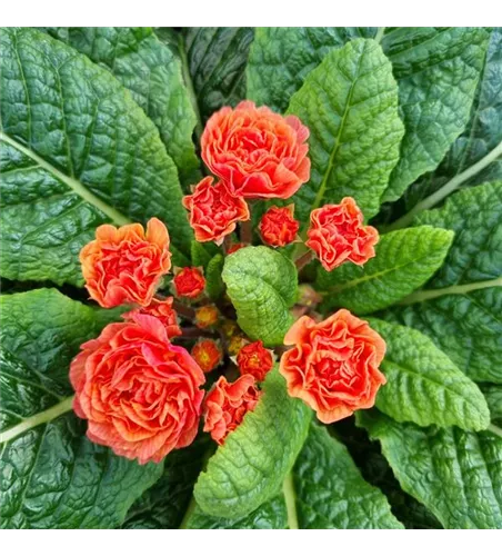 Primula vulgaris BELARINA 'Sweet Apricot'