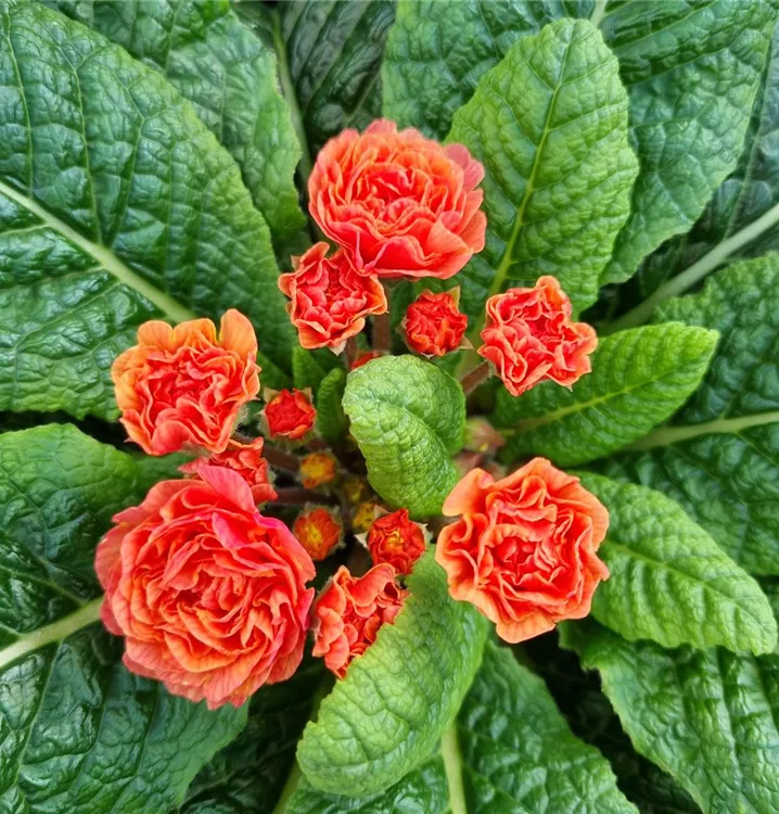 Kissen-Primel BELARINA 'Sweet Apricot'