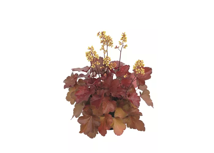 Heuchera Little Cuties 'Blondie'