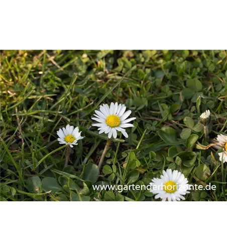Bellis perennis