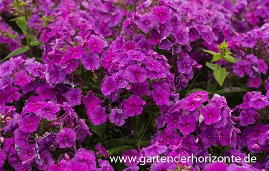 Hohe Garten-Flammenblume 'Purple Flame'®