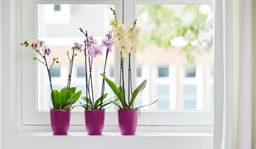 1A Garten Ammer 1A Garten Ammer